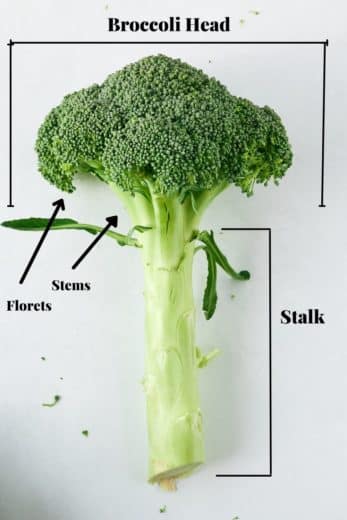 How to Cut Broccoli - My Forking Life